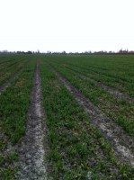 [Frost damage filed , IMG_0334.JPG]